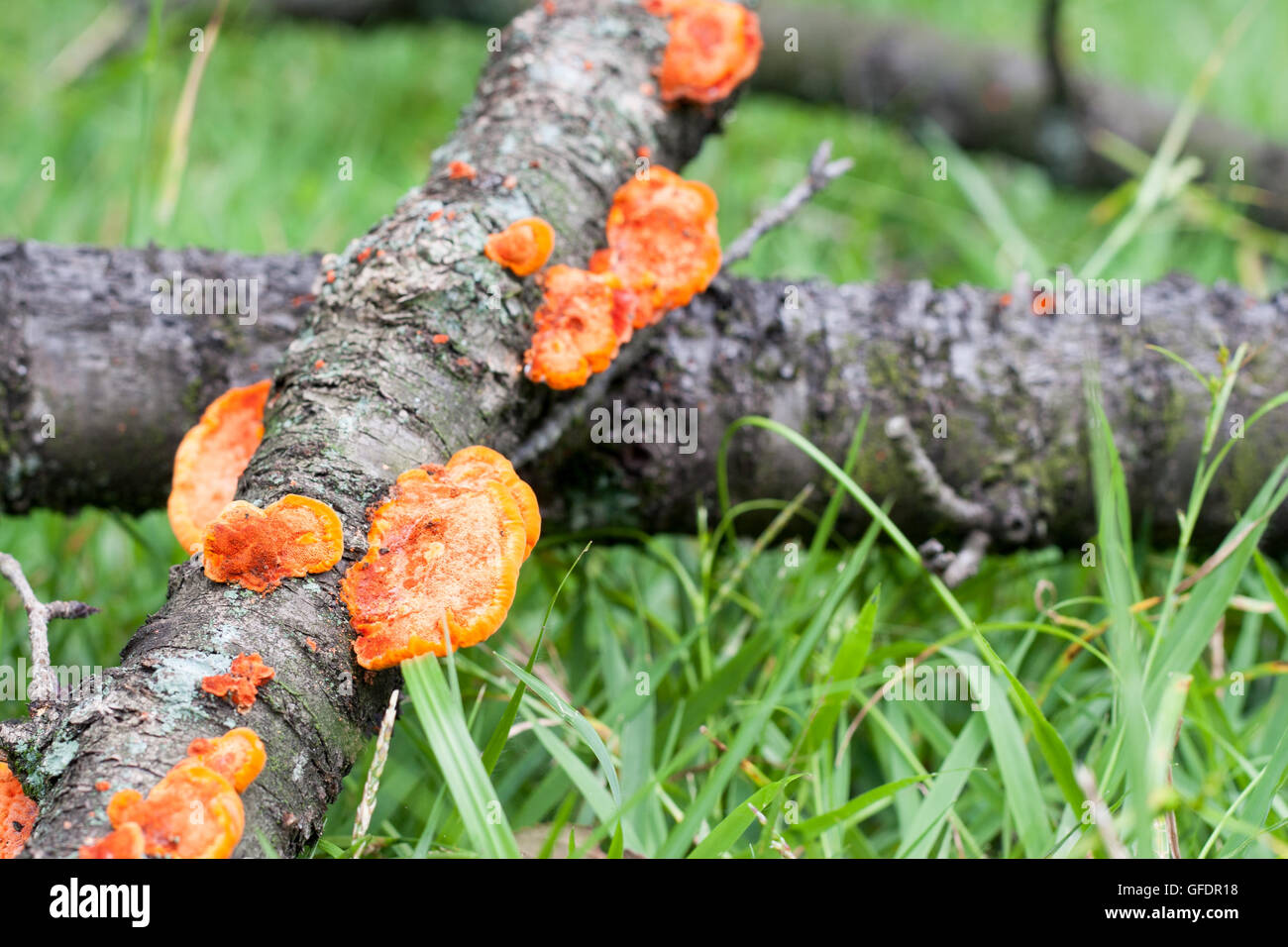 Orange mashrooms cresce su un bosco selvatico Foto Stock