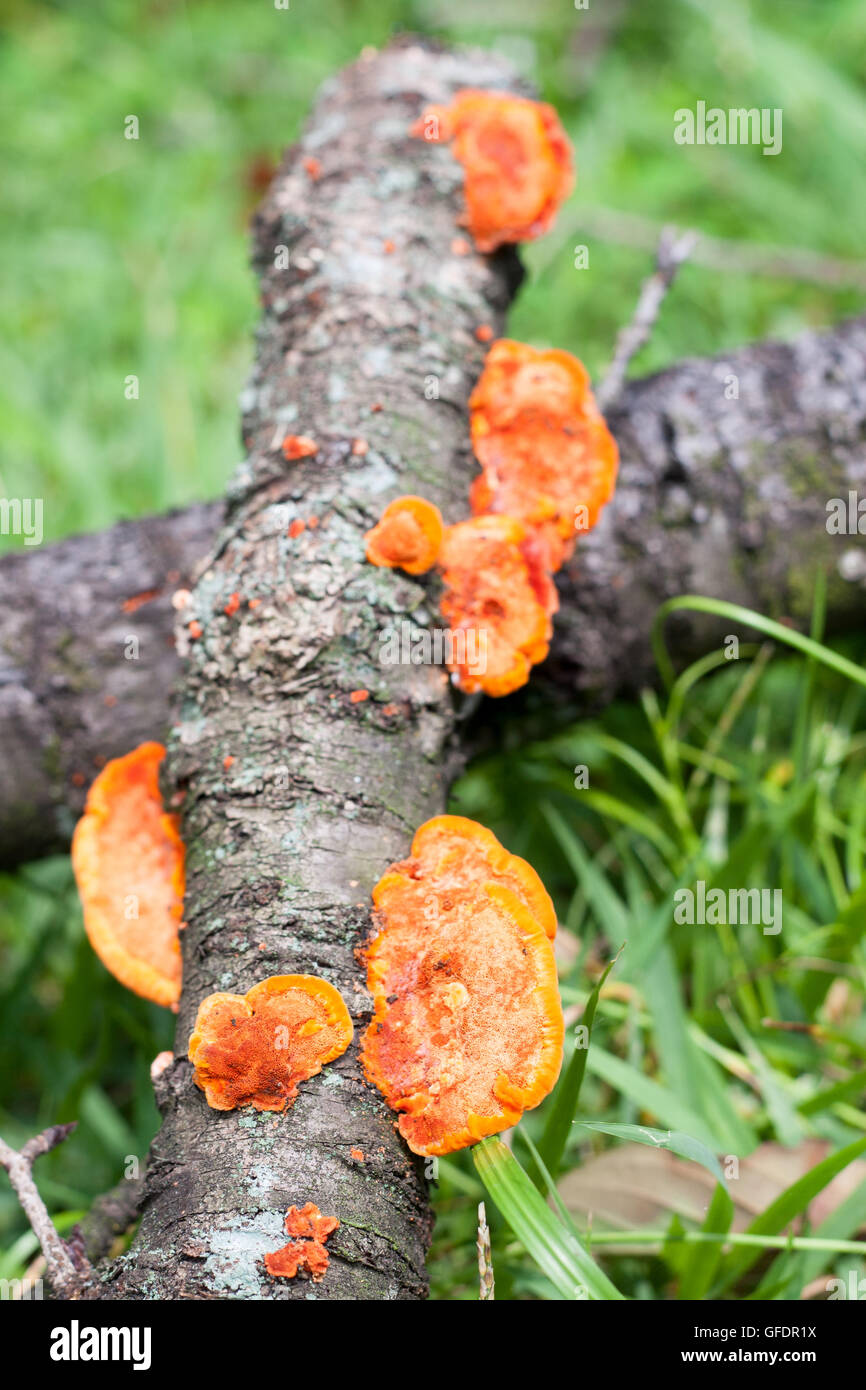 Orange funghi che crescono su di un bosco selvatico Foto Stock