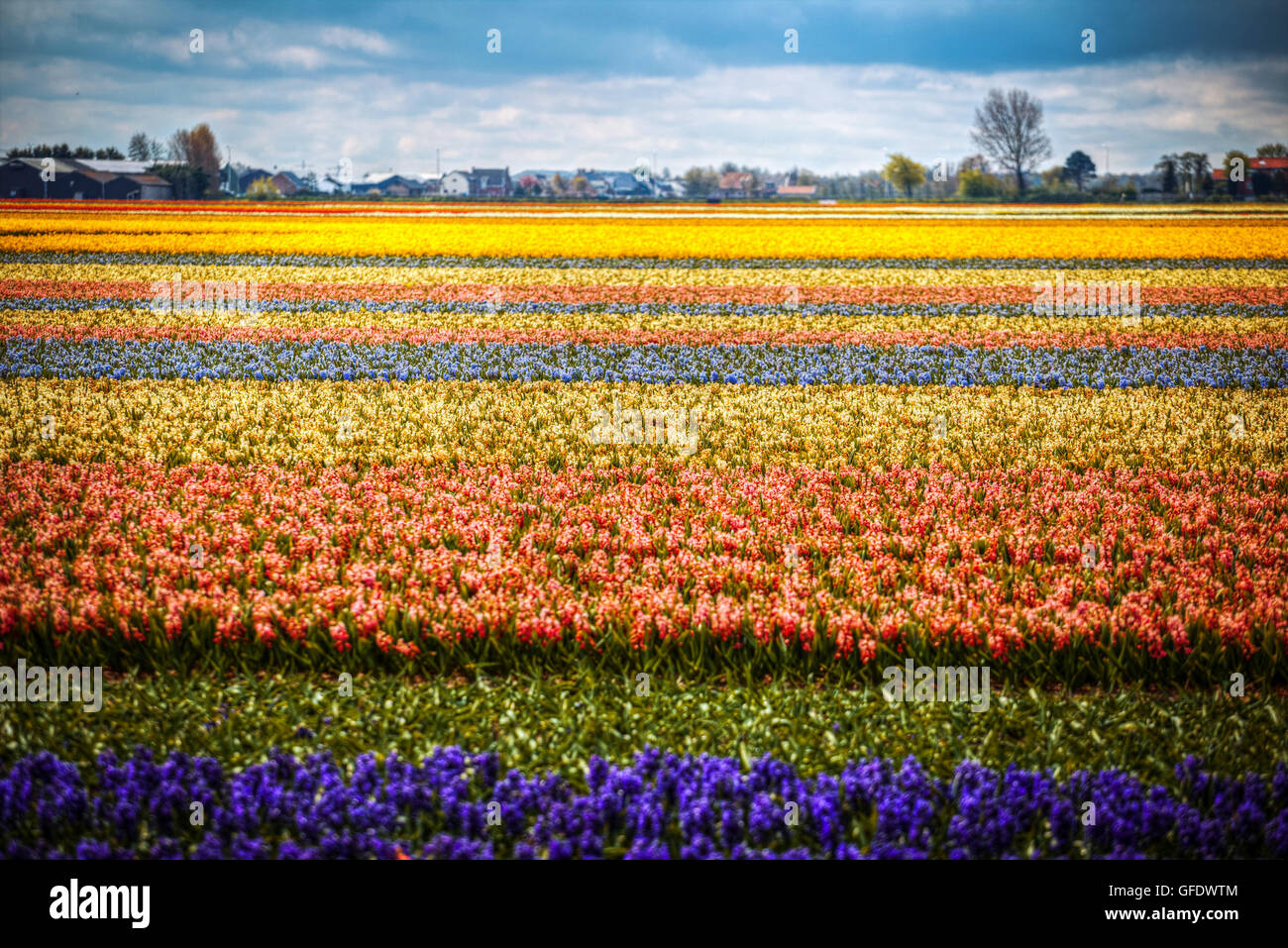 Giacinto. Bella colorata di rosa, bianco, giallo e giacinto blu fiori nel giardino di primavera, vivace sfondo floreale, fiore f Foto Stock