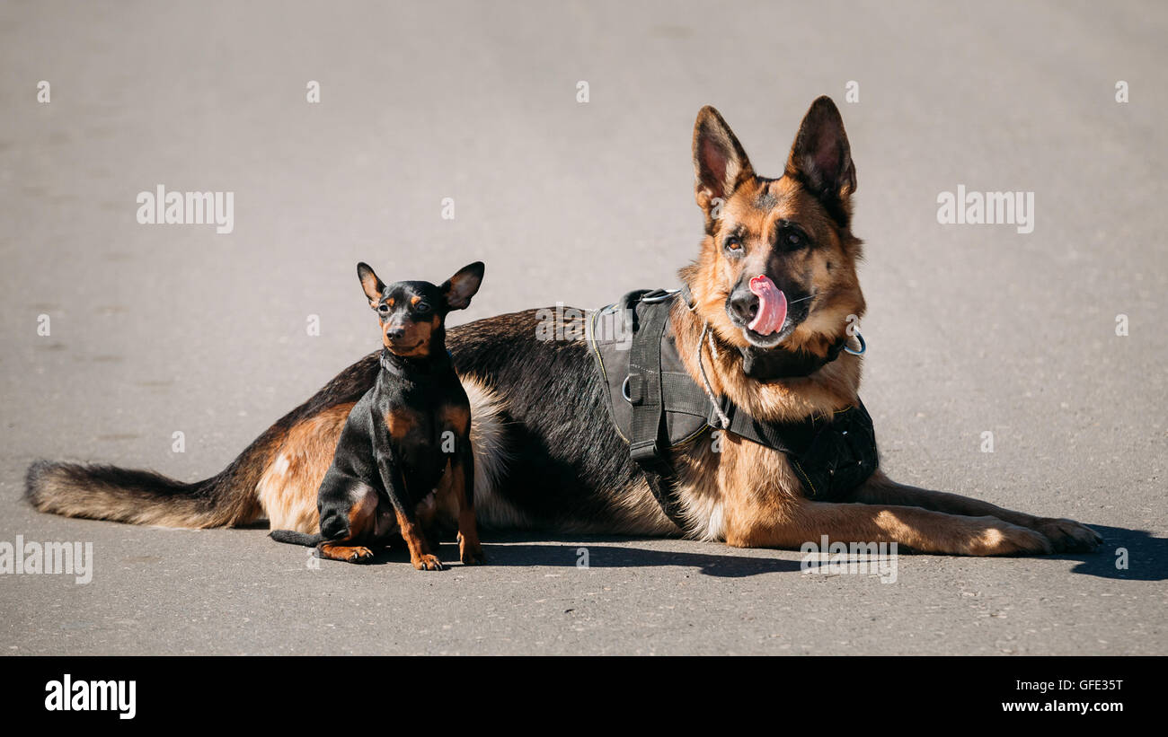 Marrone Sheepdog tedesco e Nero Pinscher miniatura seduta del rullo di estrazione insieme sulla strada Foto Stock
