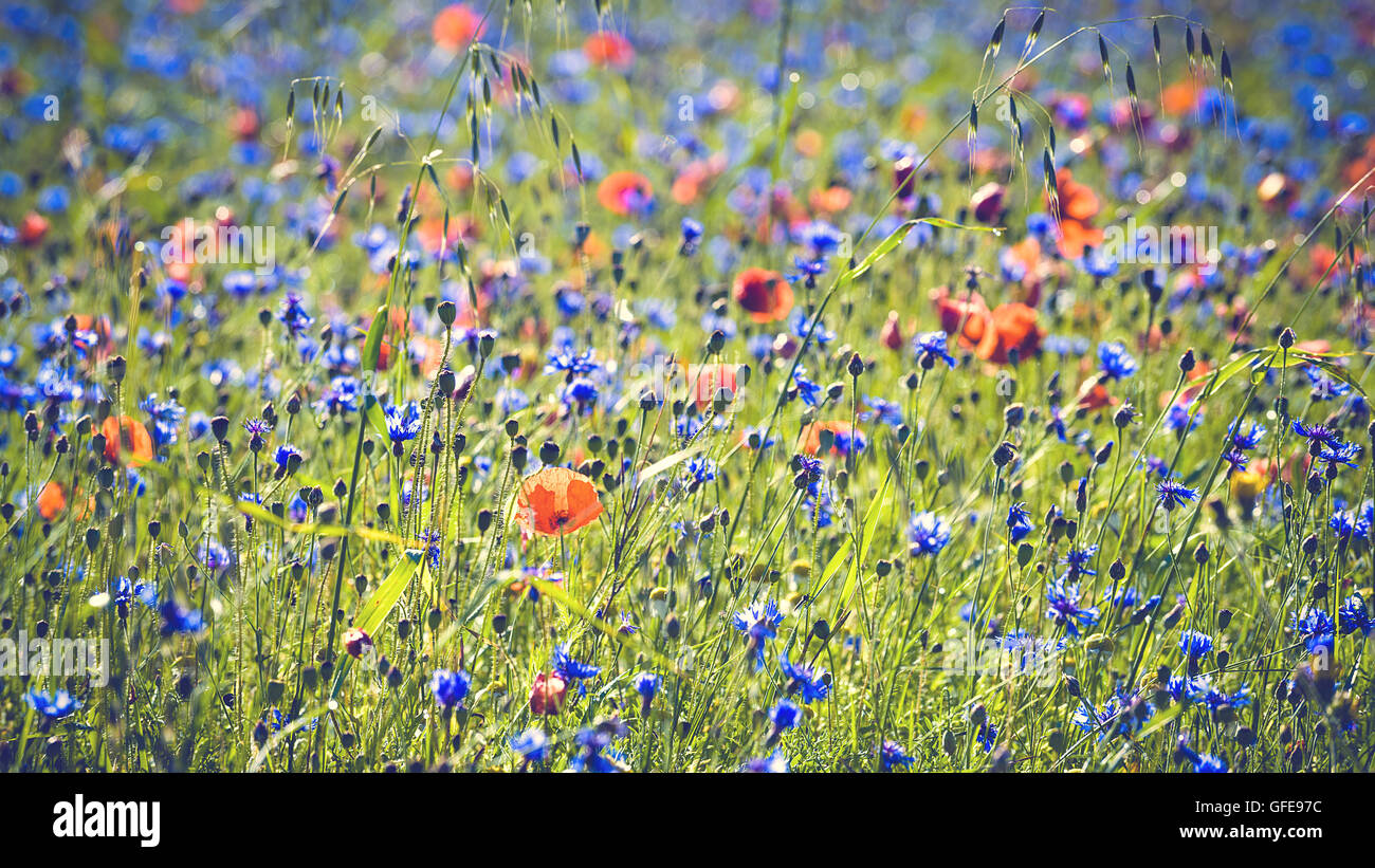 Fioritura di fiori colorati durante il giorno di estate in Umbria, Italia. Foto Stock