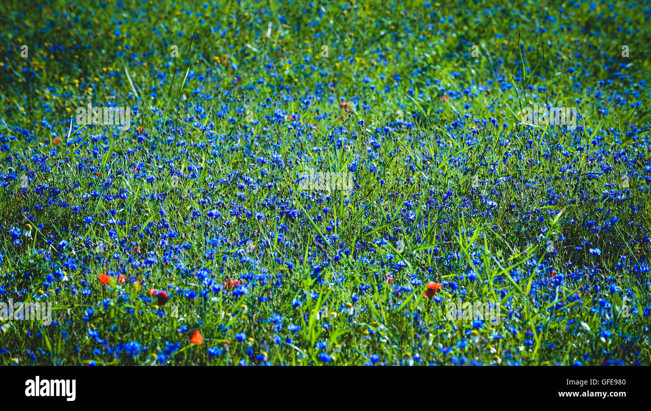 Fioritura di fiori colorati durante il giorno di estate in Umbria, Italia. Foto Stock
