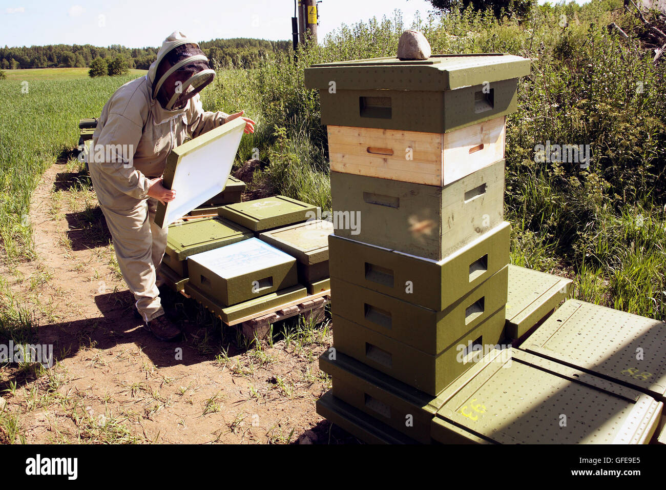 APICOLTURA Foto Stock