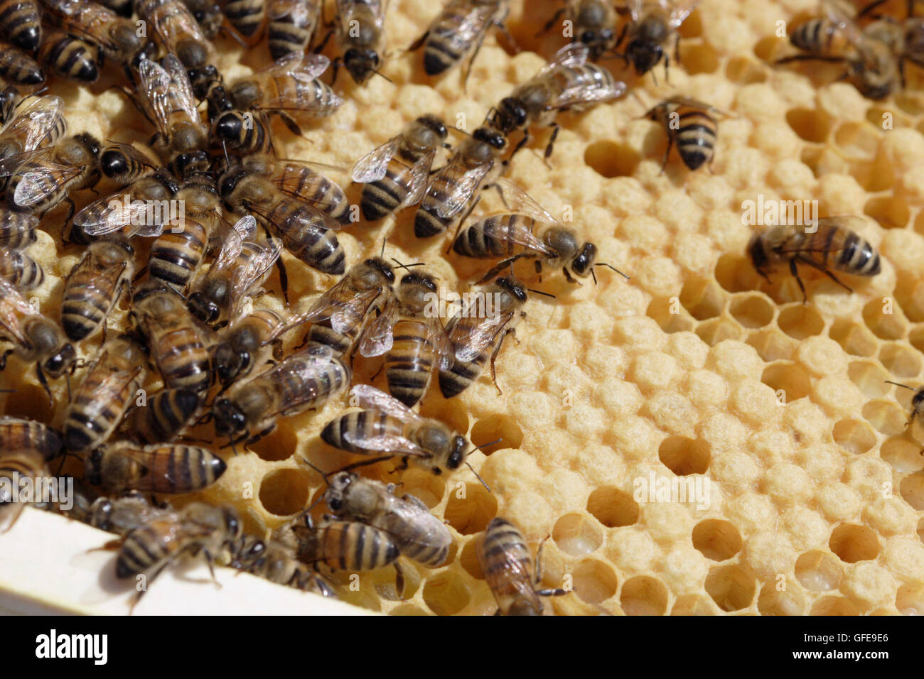 APICOLTURA Foto Stock