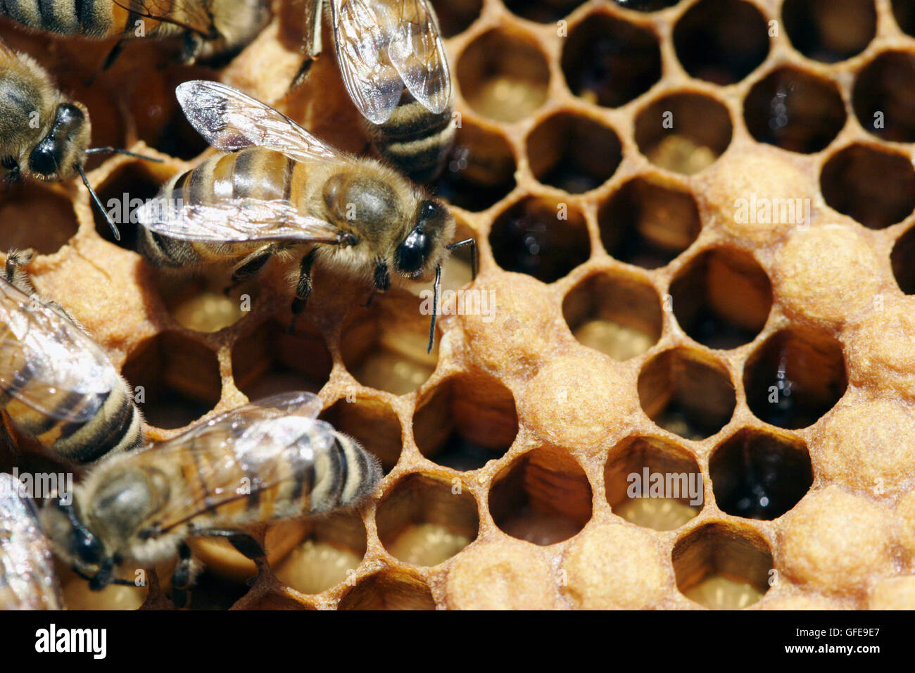 APICOLTURA Foto Stock