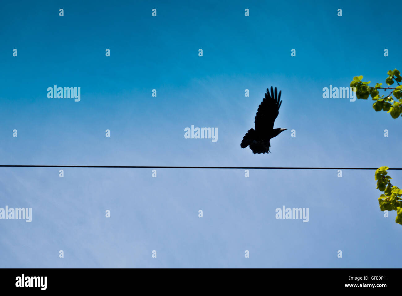 Crow volare lontano da un filo Foto Stock