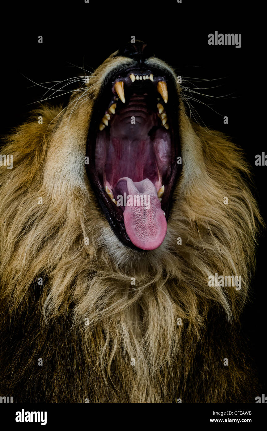 Un ritratto intimo di un maschio di leone, prese contro uno sfondo scuro in un zoo utilizzando solo la luce naturale Foto Stock