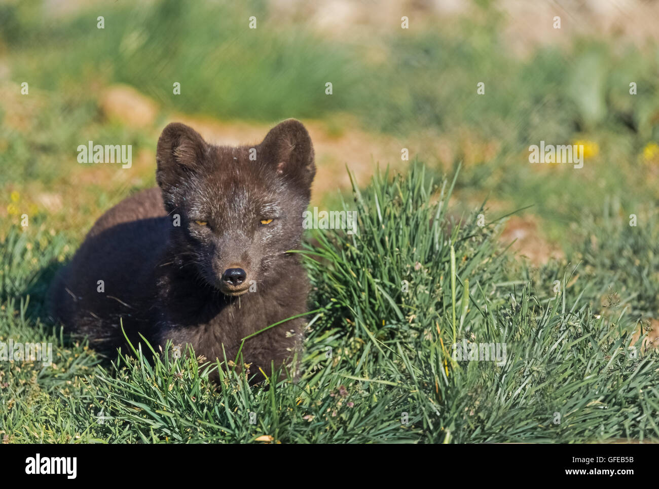 Arctic Fox, West fiordi, Islanda Foto Stock