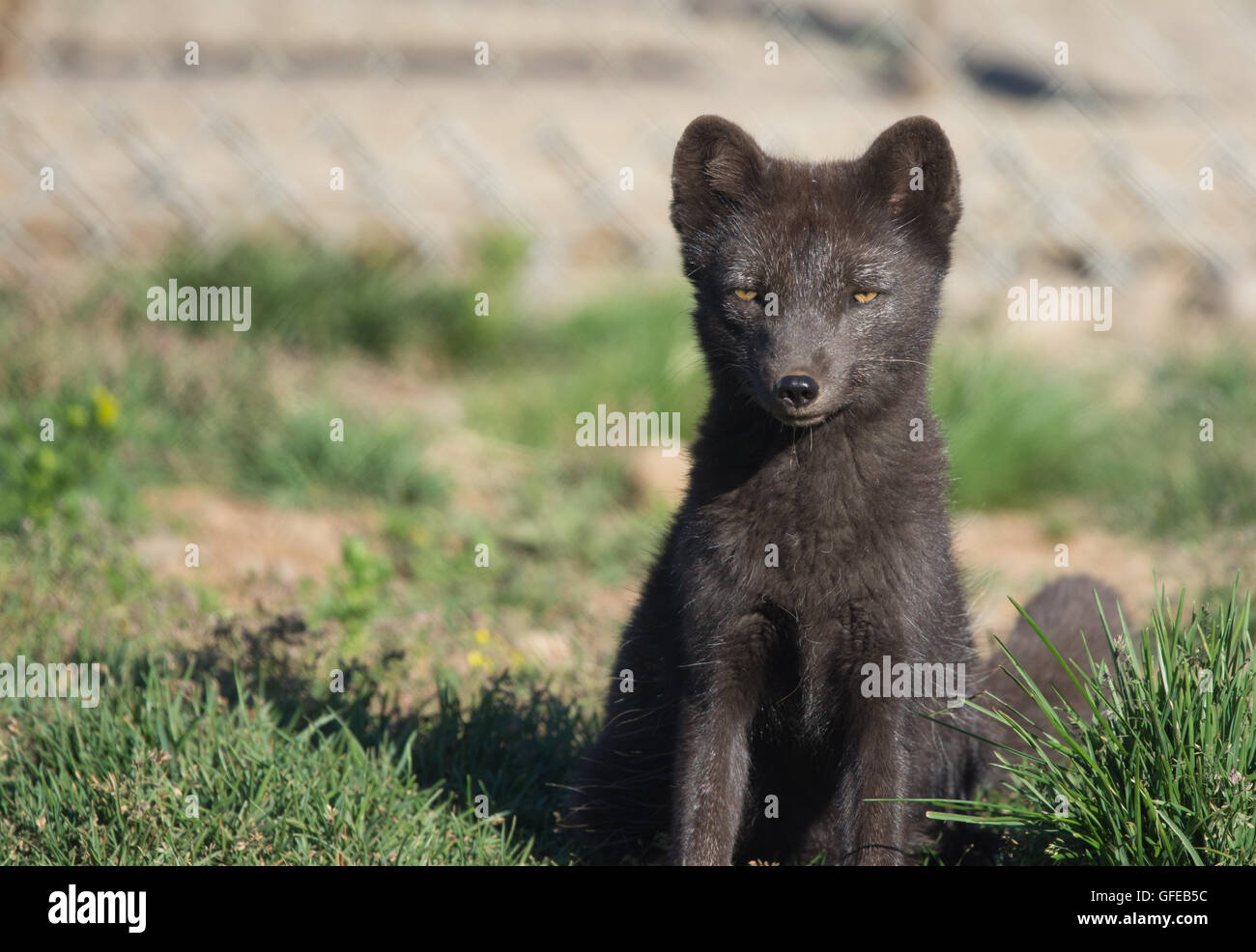 Arctic Fox, West fiordi, Islanda Foto Stock