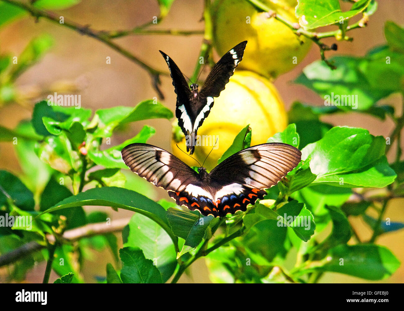 Orchard a coda di rondine Butterflys sul parafango Foto Stock