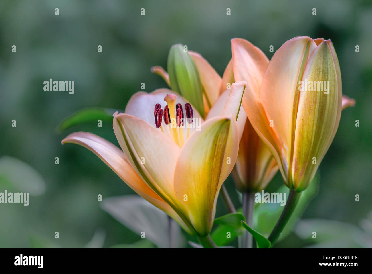 Lily, estate, Estonia, giardino, fiori, compleanno Foto Stock