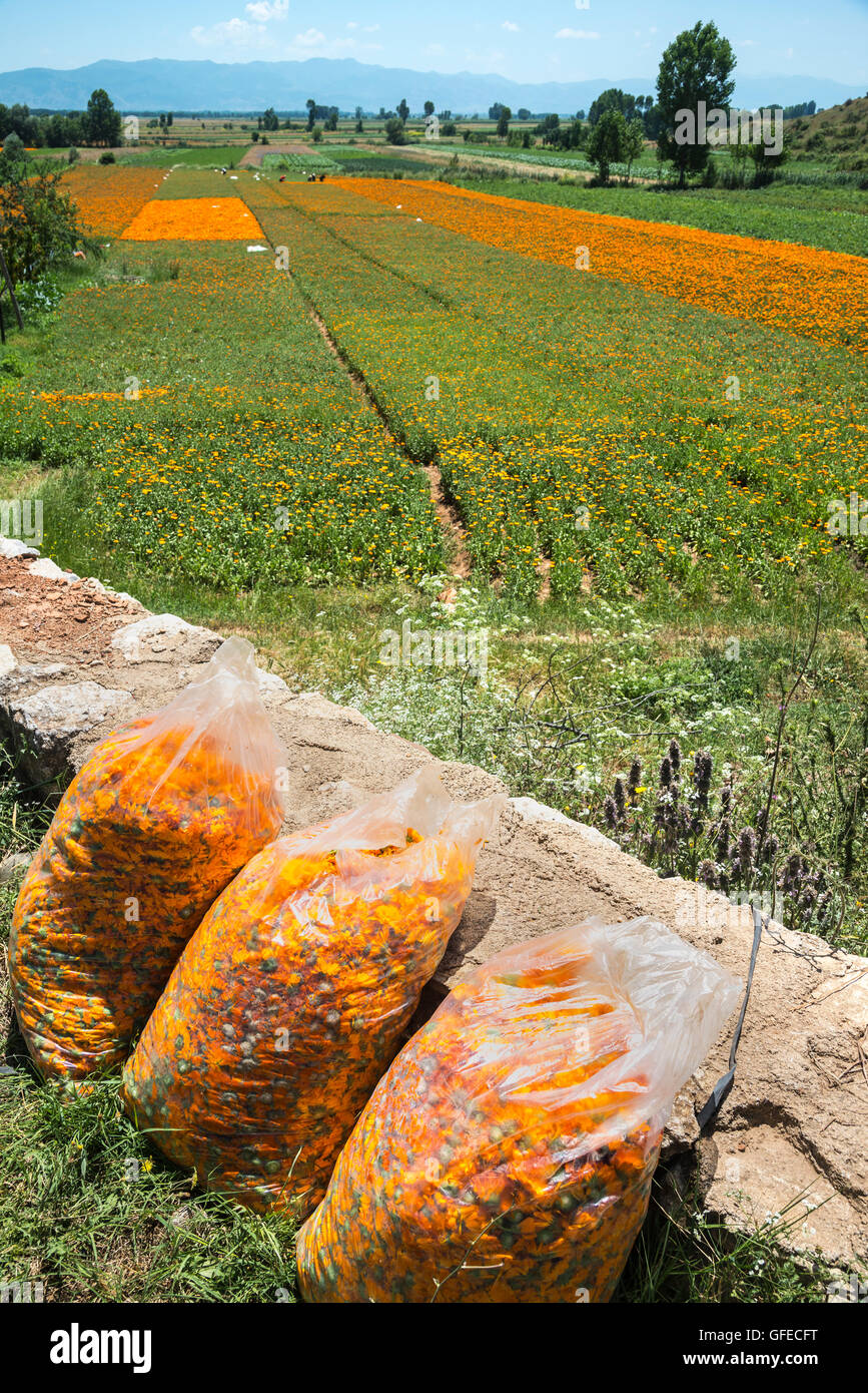 Appena raccolto fiori di calendula (Calendula officinalis). Una coltura cresciuta per l'industria farmaceutica; vicino a Korca, in Albania Foto Stock