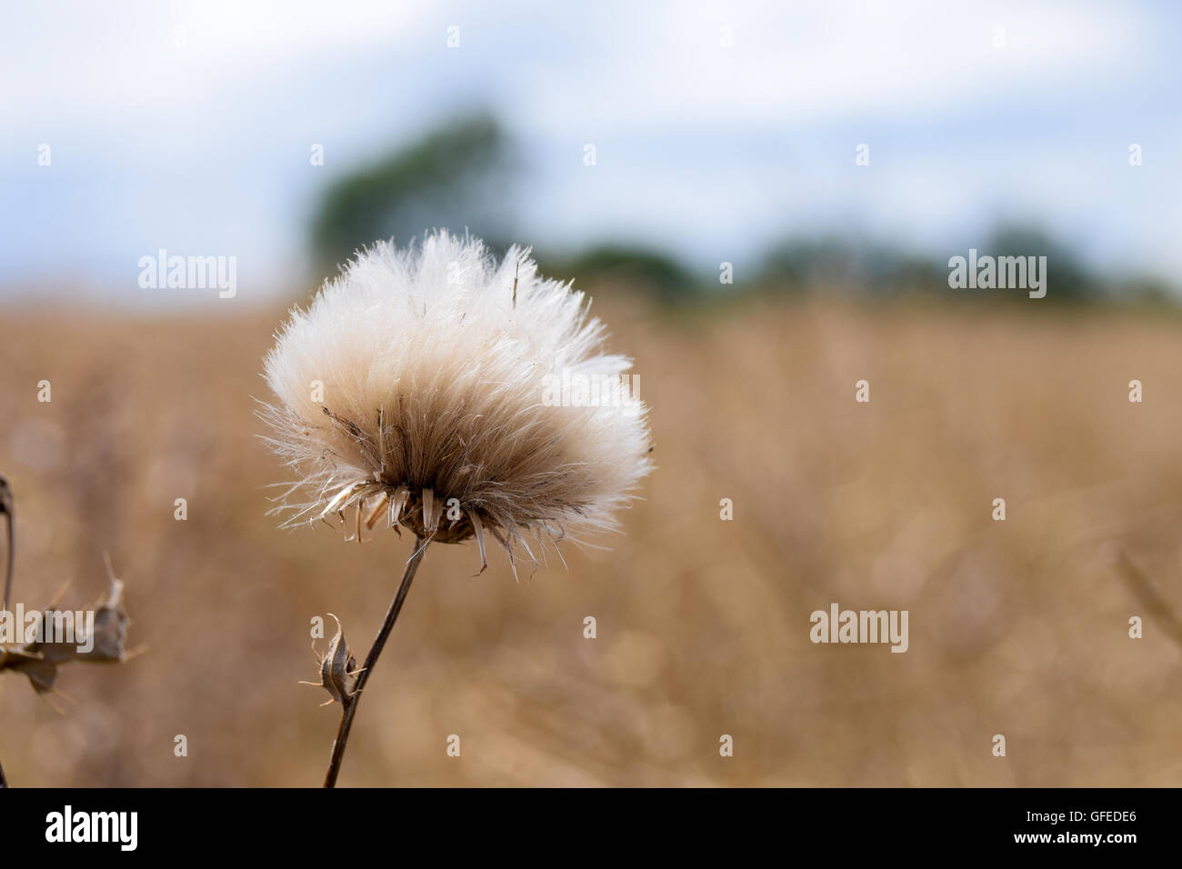 Creeping thistle fiore piante pronto per disperdere i semi nel vento Foto Stock