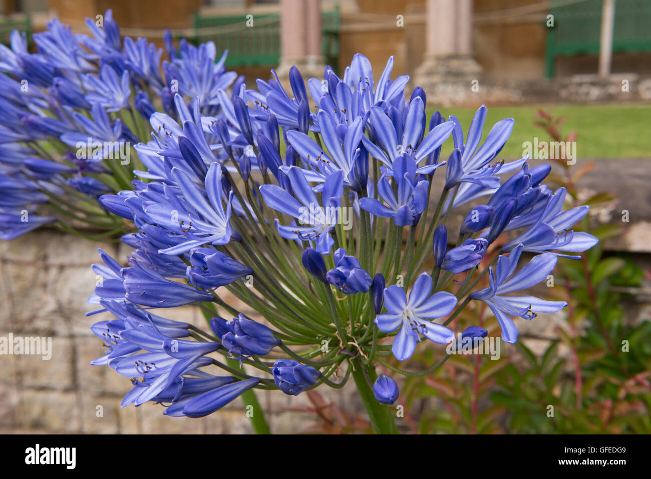 Agapanthus 'gigante blu" (African Lily) in un giardino nel Somerset, Inghilterra, Regno Unito Foto Stock
