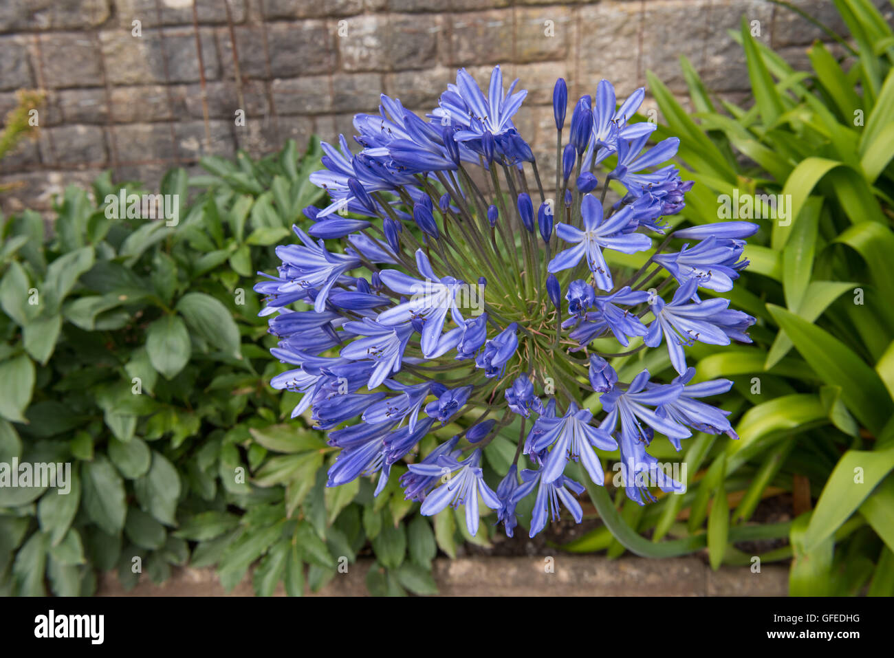 Agapanthus 'gigante blu" (African Lily) in un giardino nel Somerset, Inghilterra, Regno Unito Foto Stock