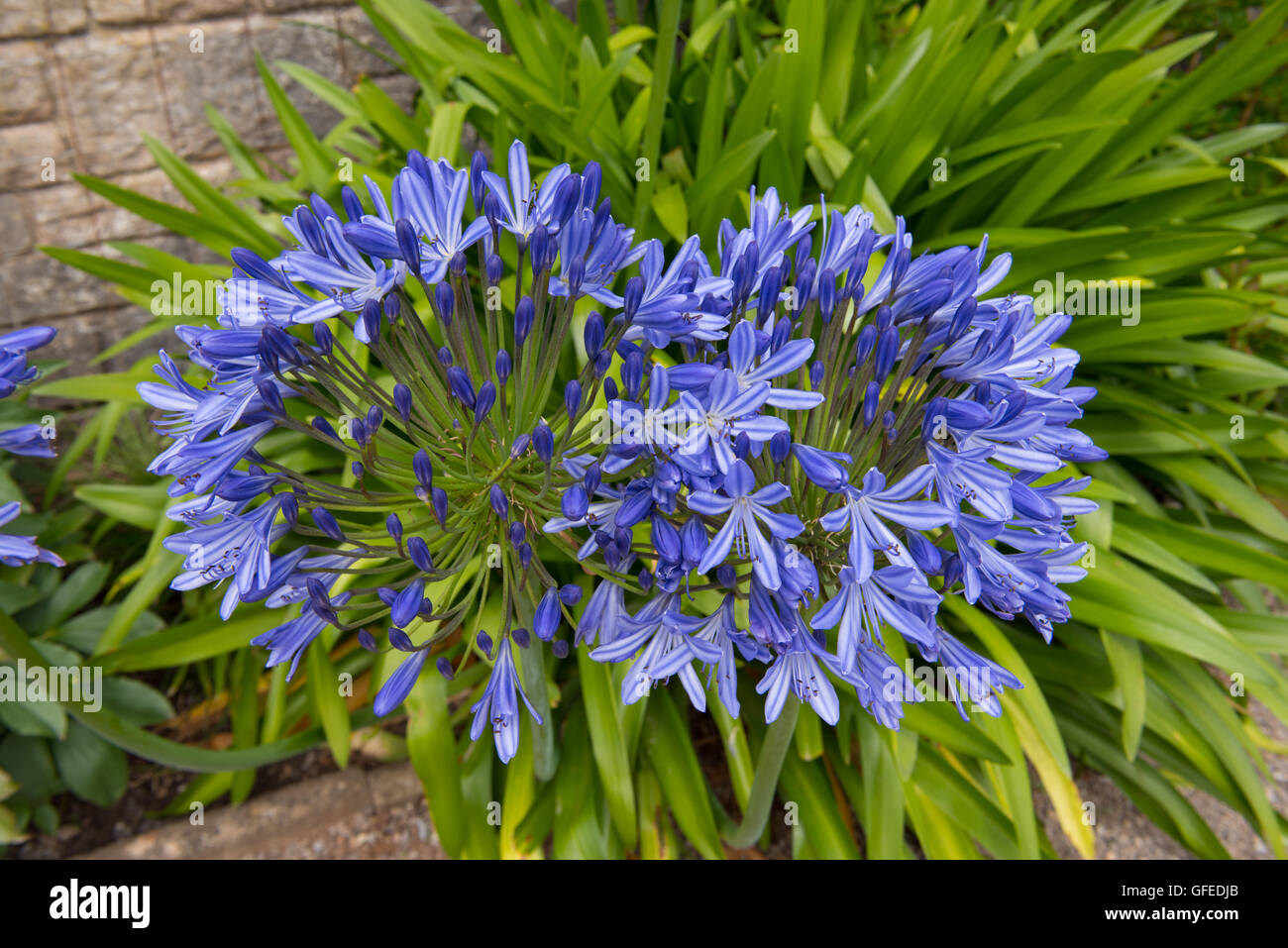 Agapanthus 'gigante blu" (African Lily) in un giardino nel Somerset, Inghilterra, Regno Unito Foto Stock