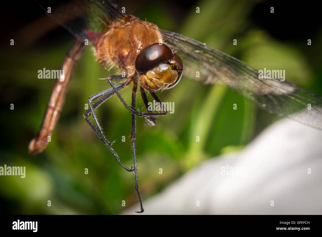 Extreme close up macro libellula coloratissima primavera tempo Foto Stock