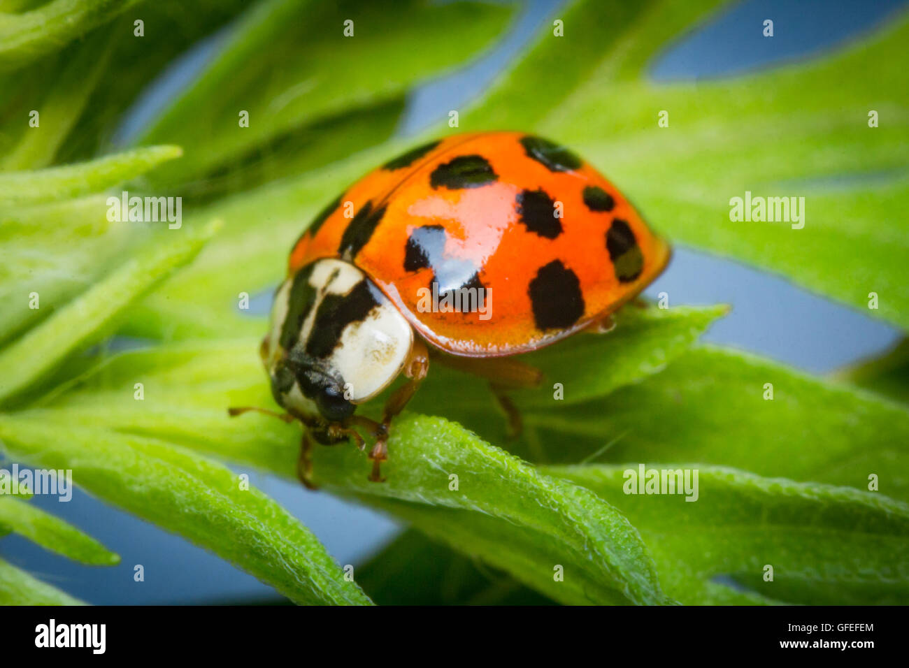 Close up macro rosso adulto lady bug su foglia verde Foto Stock