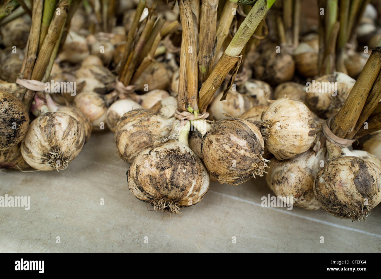 Close up sporco display aglio con steli ad agricoltori street market Foto Stock