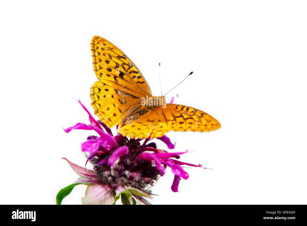 Butterfly isolati su sfondo bianco Foto Stock