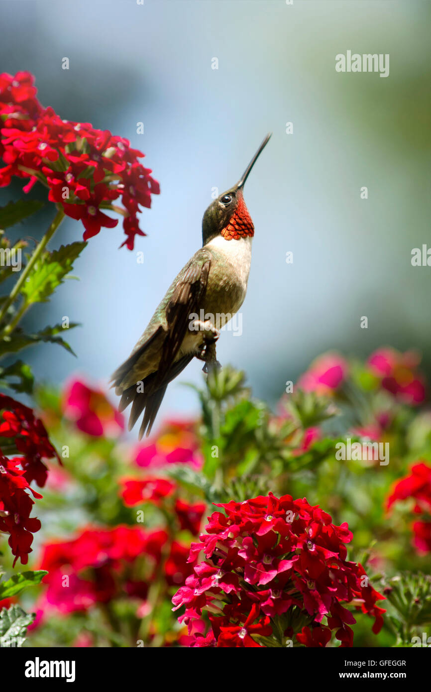 Hummingbird nel giardino estivo con fiori Foto Stock
