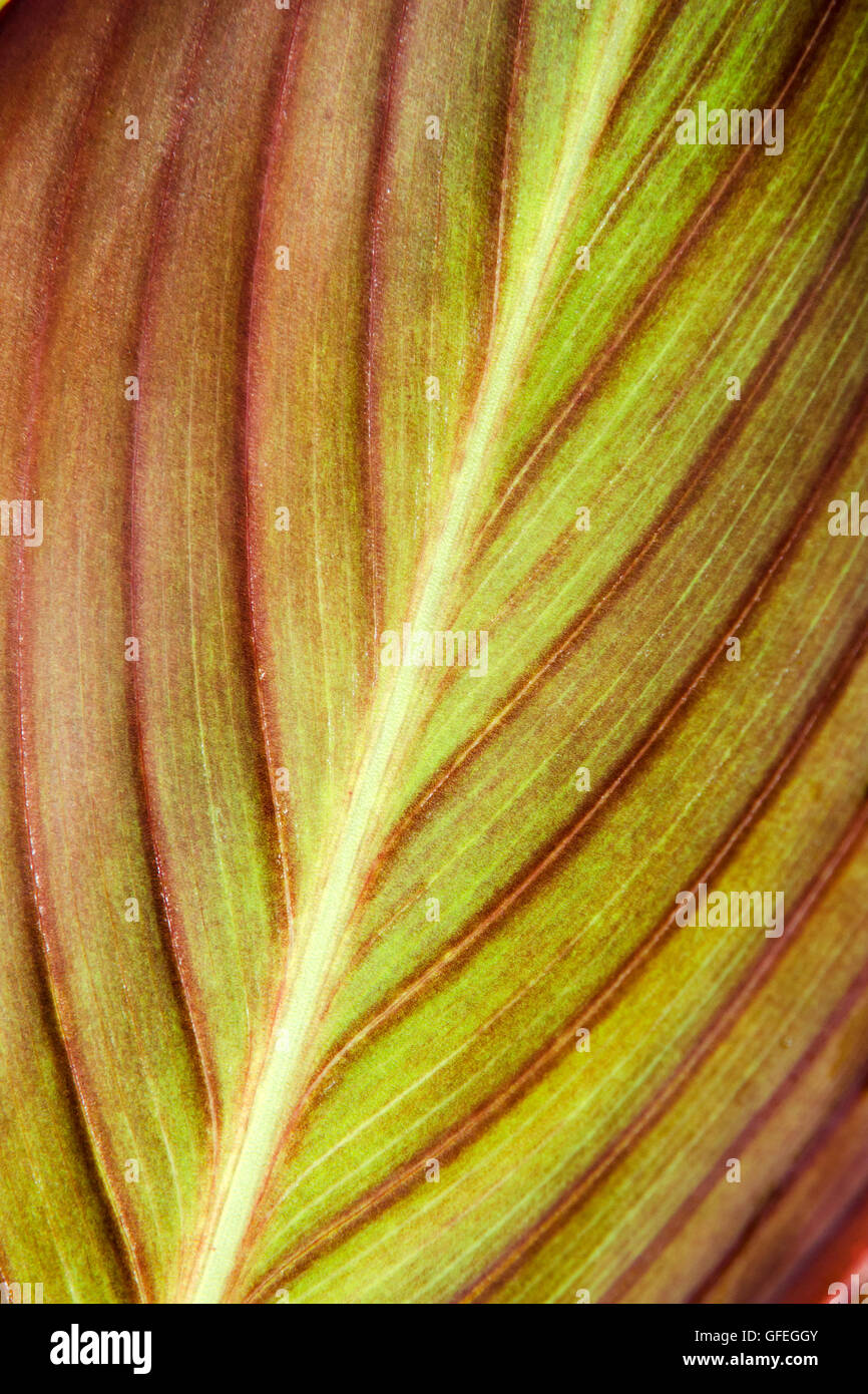 Grandi foglie di canna abstract close up Foto Stock