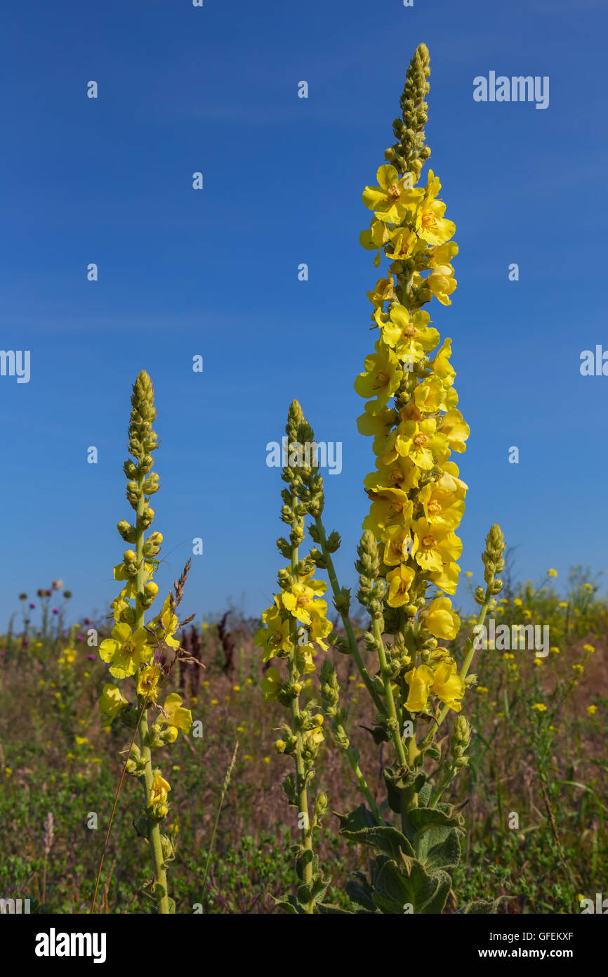 Molène thapsus o grande mullein. Foto Stock