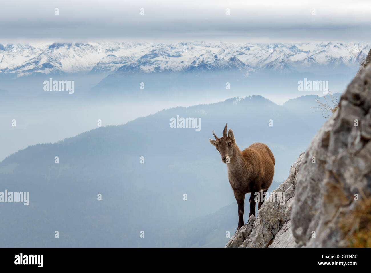 Colpo di una selvaggia capre di montagna, con la montagna invernale in background Foto Stock