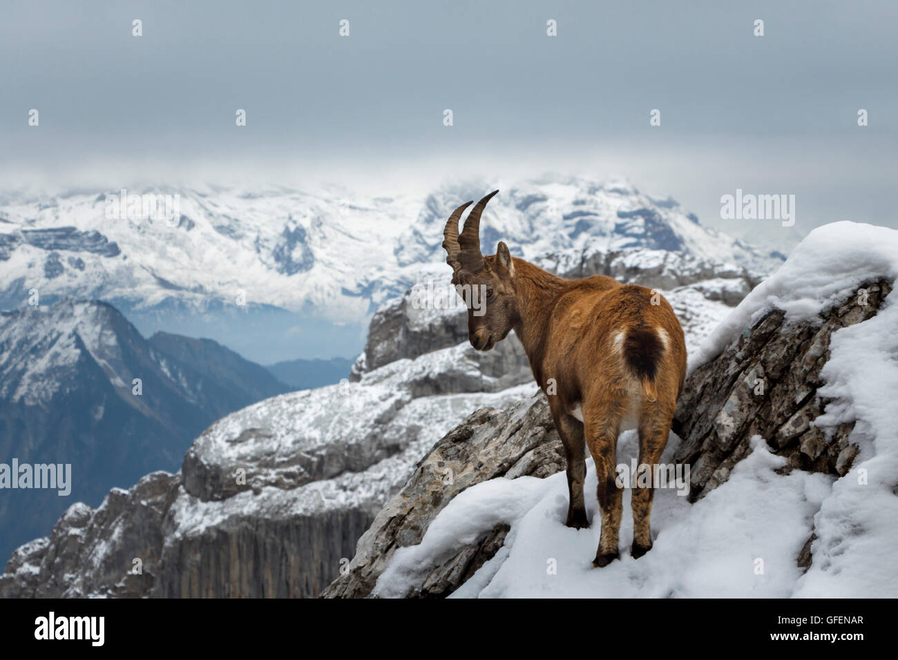 Una montagna selvaggia Capra in piedi sul bordo di una scogliera, con montagne innevate sullo sfondo Foto Stock
