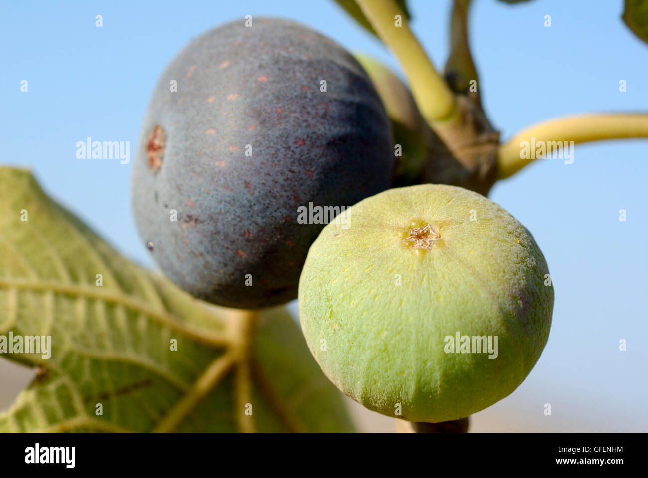 Close up dei frutti e delle foglie di un albero di fico Ficus carica cielo blu sullo sfondo Foto Stock