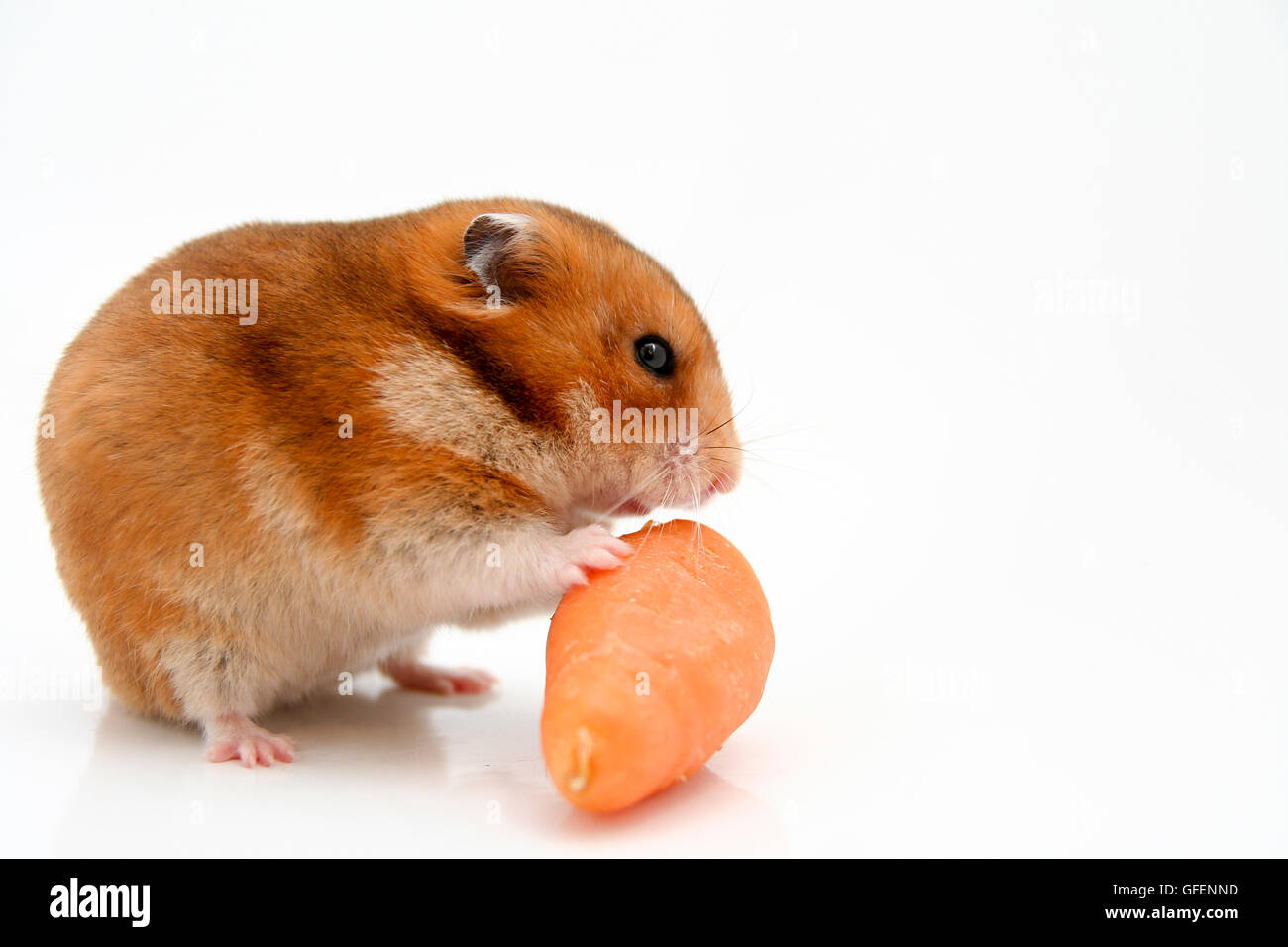 Spaccato di un curioso criceto e una carota su sfondo bianco Foto Stock