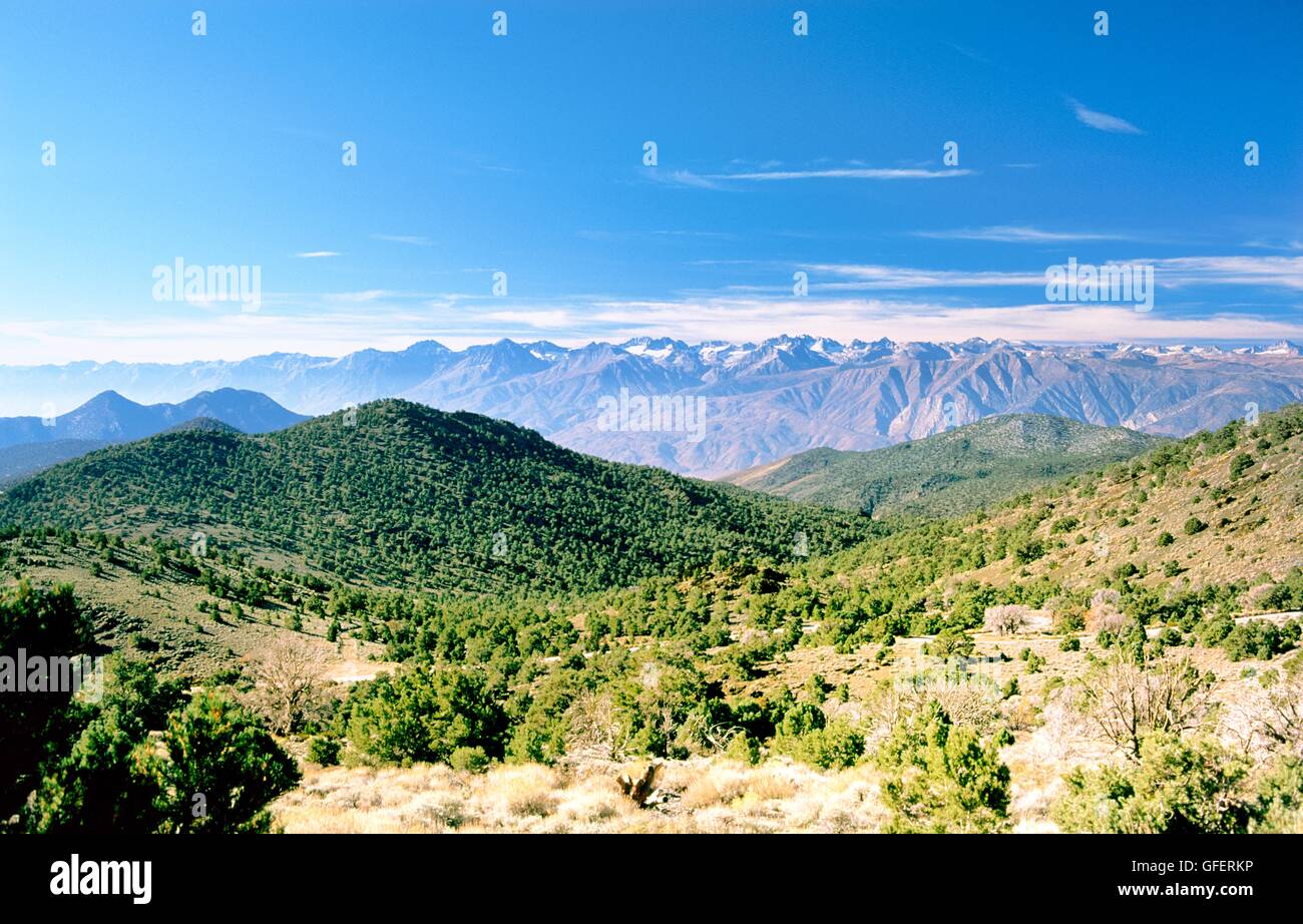 Da Inyo National Forest park guardando ad ovest su Snow capped Sierras vicino Big Pine, California, Stati Uniti d'America. Estate Foto Stock