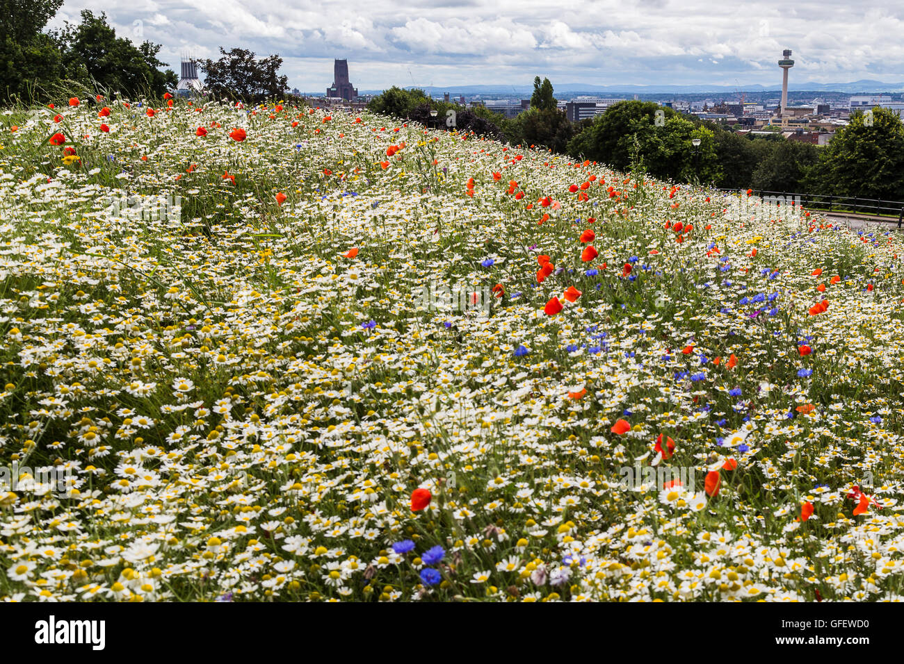 Entrambi di Liverpool cattedrali raffigurato nella distanza con la Radio Torre della città dalla cima di Everton Park. Foto Stock