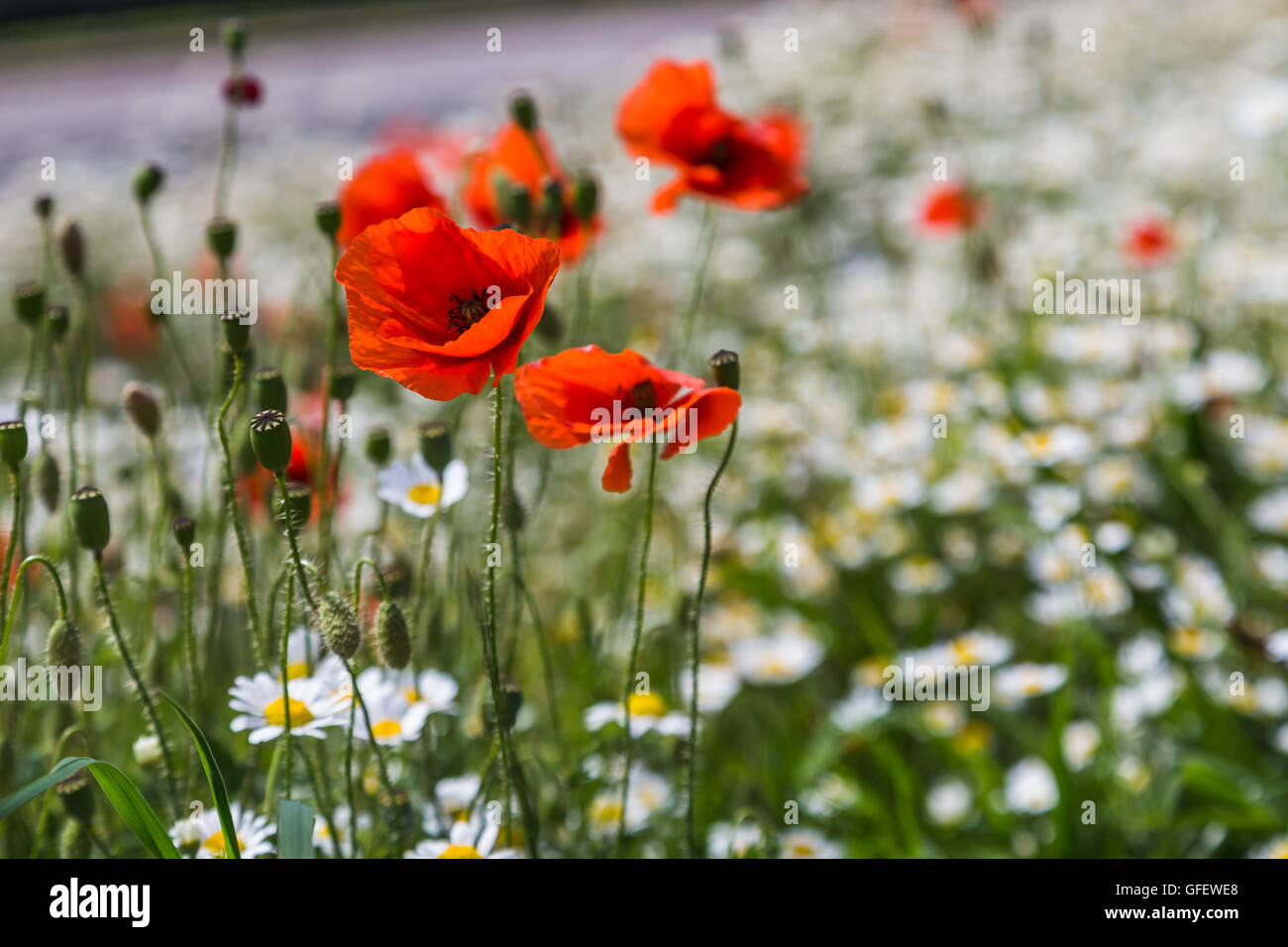 Red poppys ondeggiano nel vento come Oxeye daisys blur per un buon bokeh di fondo a Everton Park di Liverpool. Foto Stock