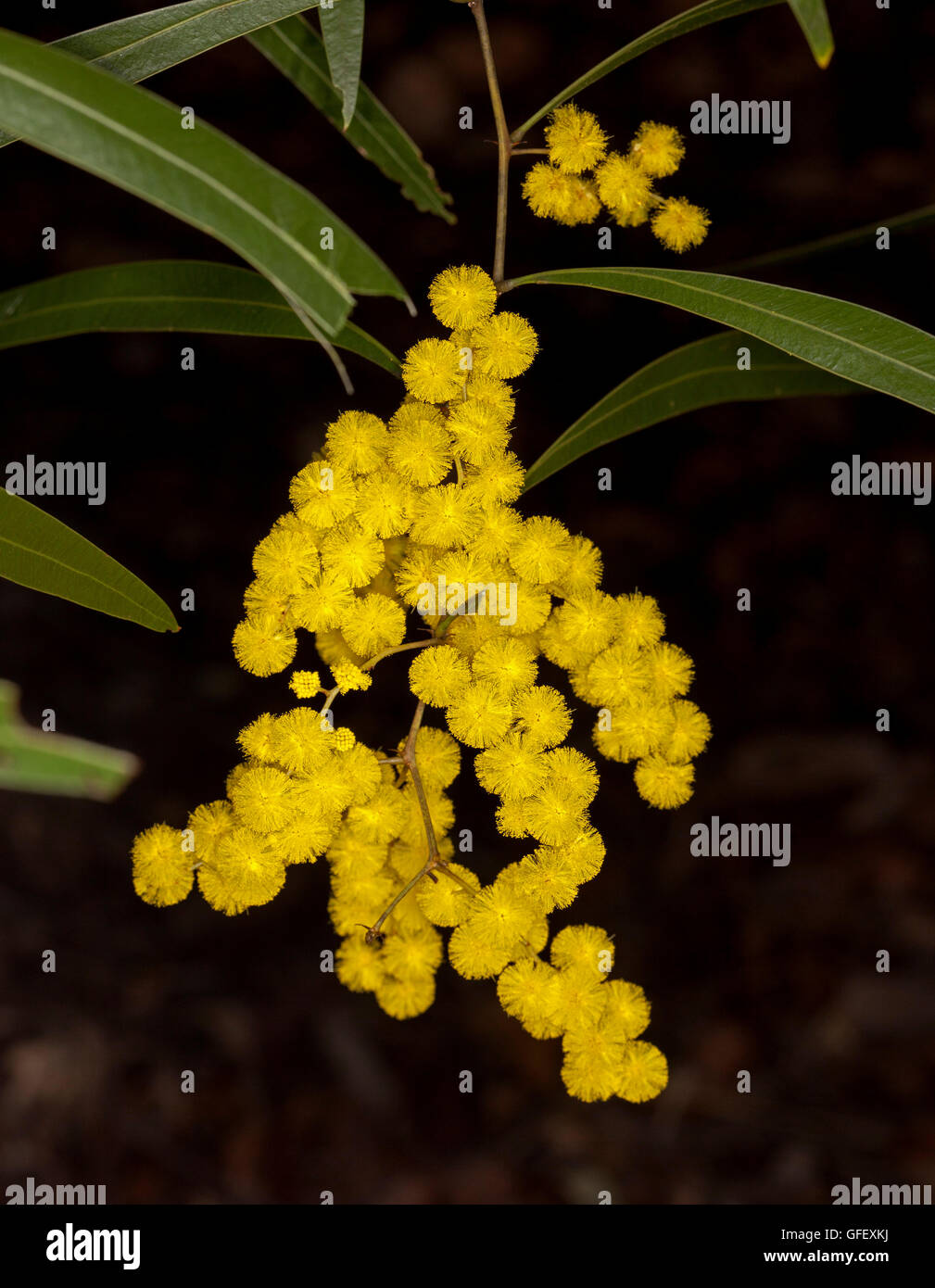 Cluster di grandi dimensioni di giallo dorato di Fiori & Foglie verdi di australiano pianta nativa Acacia macradenia, a zig-zag graticcio su sfondo scuro Foto Stock