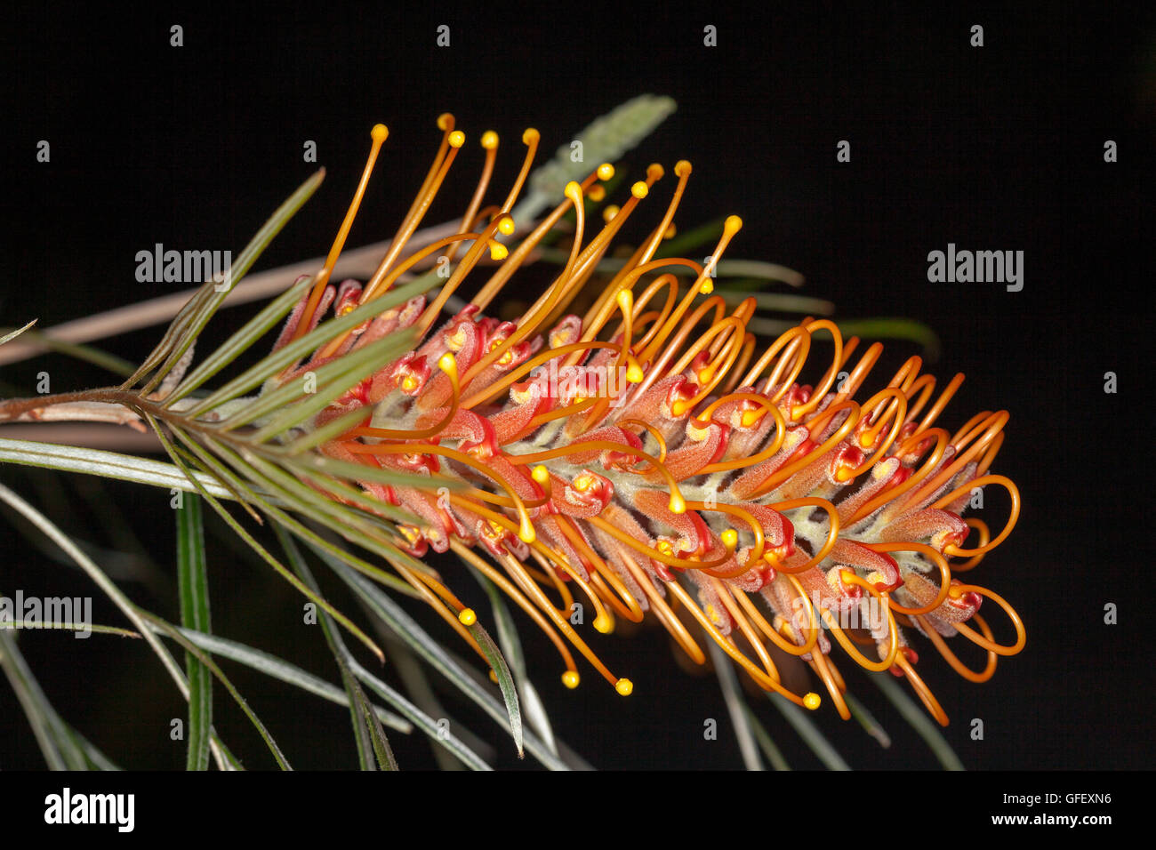 Spettacolare luminoso deep fiore di arancia e foglie di colore verde chiaro dei nativi australiani Grevillea arbusto miele Barbara su sfondo scuro Foto Stock