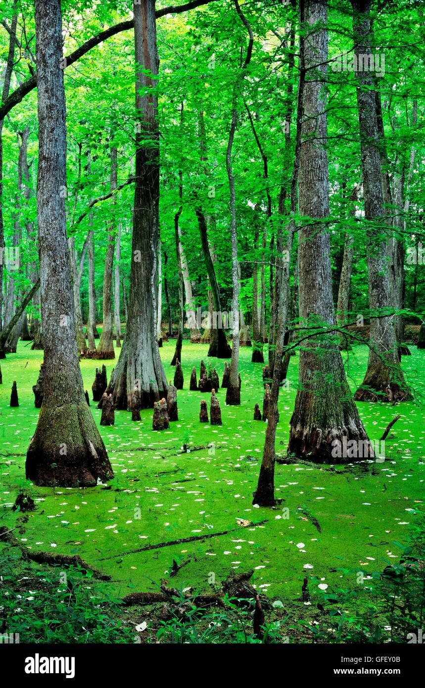 Tupelo acqua e gli alberi di cipresso calvo alberi in habitat di palude sulla Natchez Trace Parkway. N.E. di Jackson, Mississippi, STATI UNITI D'AMERICA Foto Stock