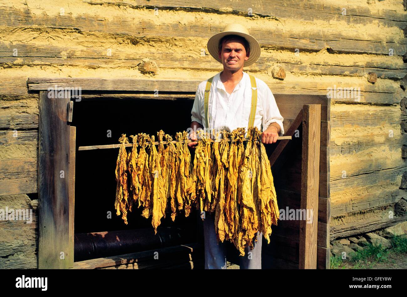L'uomo detiene il bastone di foglie di tabacco al di fuori del capannone di vulcanizzazione allo storico duke homestead vicino alla città di Durham, North Carolina, Stati Uniti d'America Foto Stock