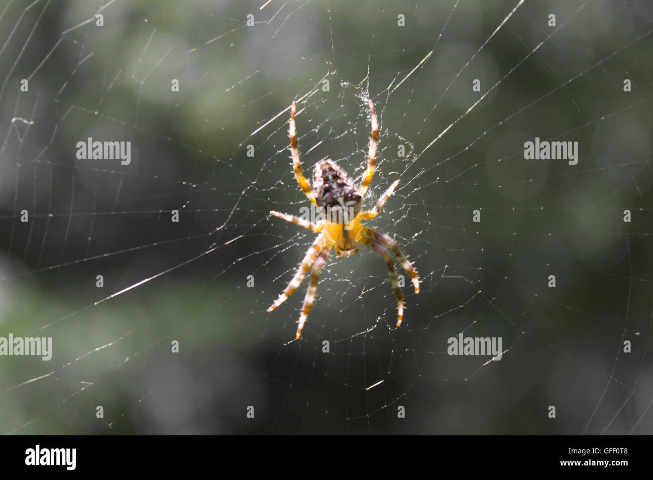 Ragno su un web Foto Stock