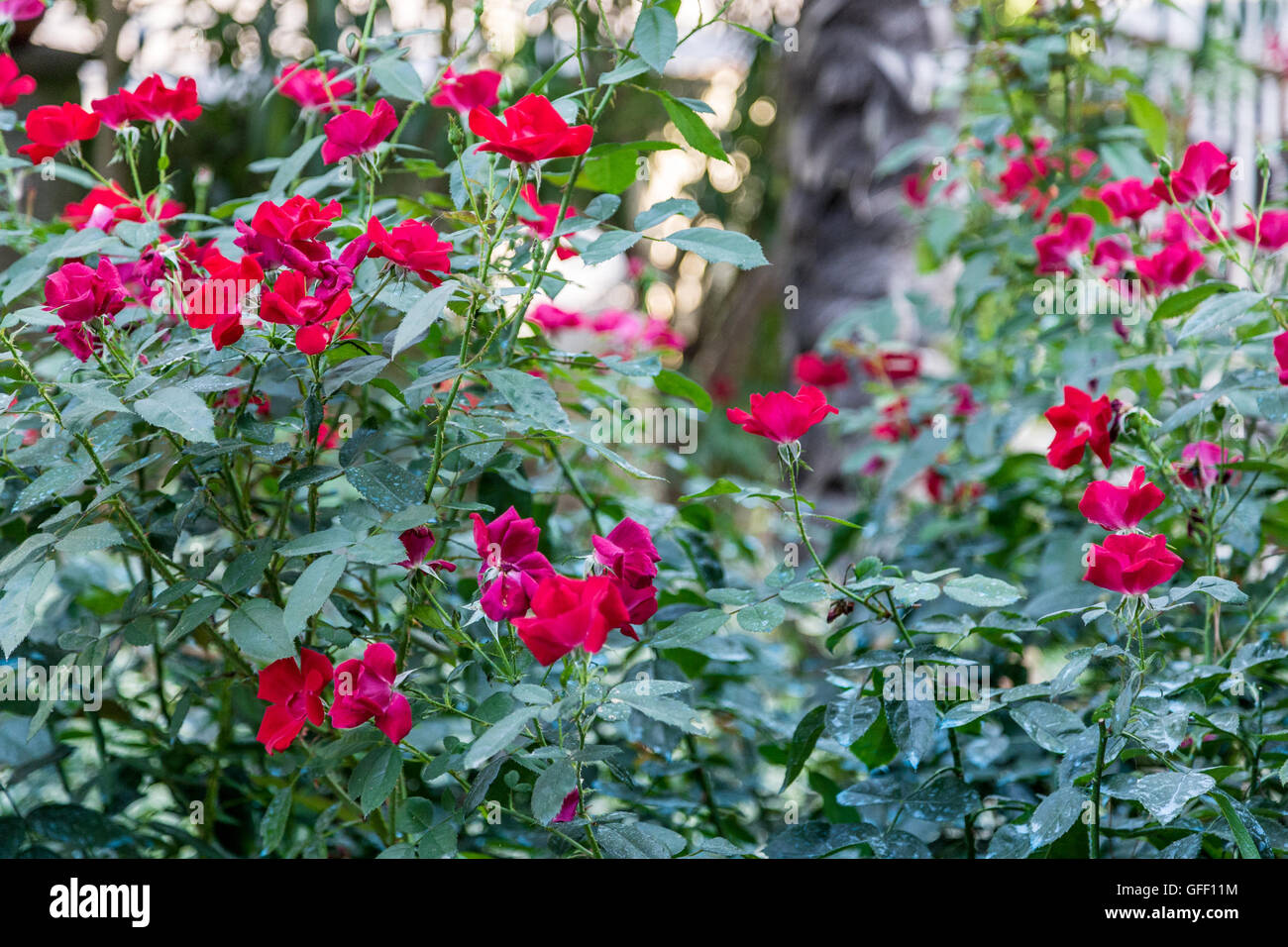 Il solfato di rame sul verde delle foglie delle piante di rose Foto stock -  Alamy