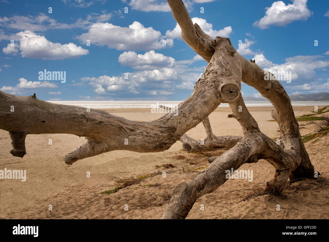 Alberi abbattuti e le nuvole. Pismo Beach State Park, California Foto Stock