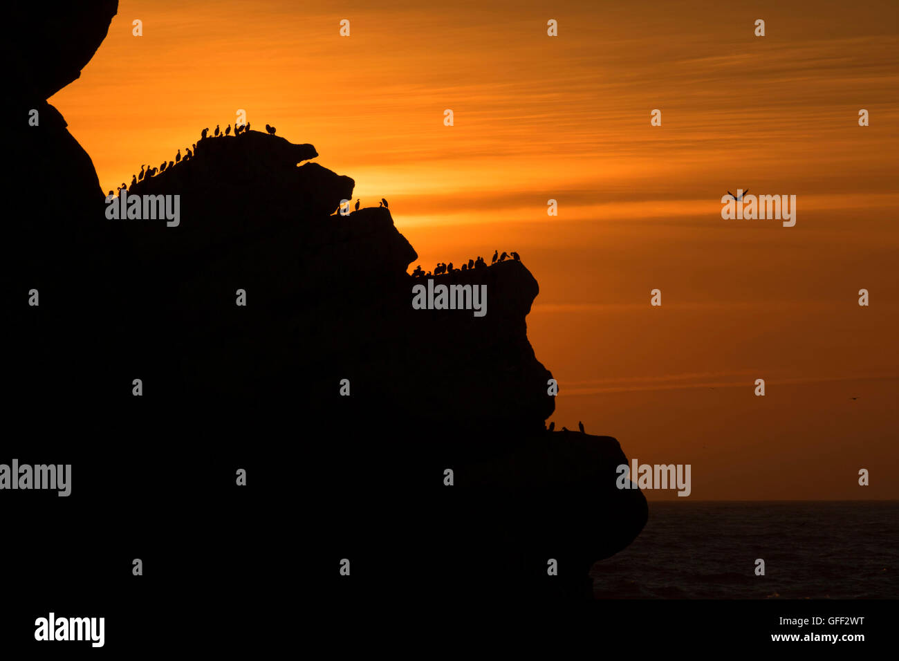 Cormorani su Morro Rock tramonto, Morro Rock Beach, Morro Bay, California Foto Stock