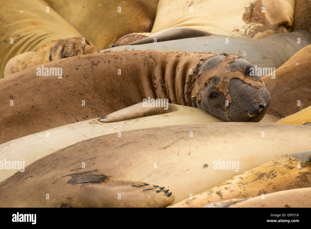 Elephant guarnizioni a tenuta di elefante Boardwalk, San Simeone Hearst membro Park, California Foto Stock