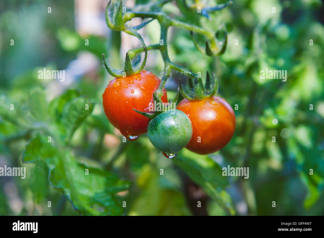 Maturazione piccoli pomodori appesi sulla vite, coperto con gocce di rugiada di mattina. Foto Stock