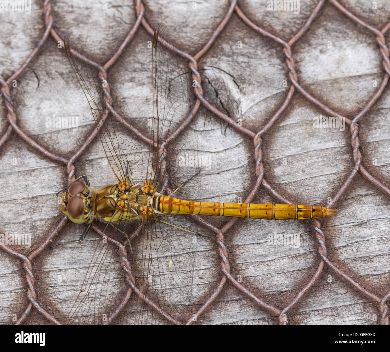 Common Darter femmina, flusso Kirkconnell NNR, vicino alla foresta Mabie, Dumfries Scozia, Regno Unito Foto Stock