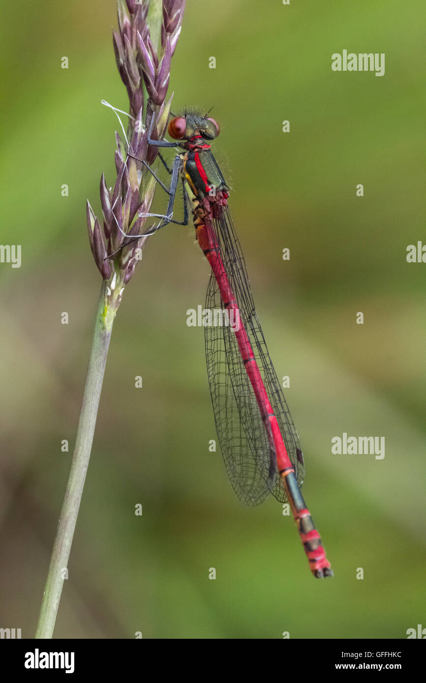 Grandi Rossi, Damselfly flusso Kirkconnell NNR, vicino alla foresta Mabie, Dumfries Scozia, Regno Unito Foto Stock