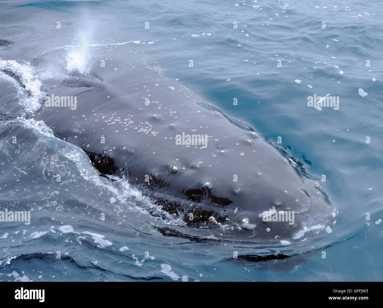 Un Humpback Whale soffia come superfici (Megaptera novaeangliae) Isole Sandwich del Sud, Oceano Meridionale. Foto Stock