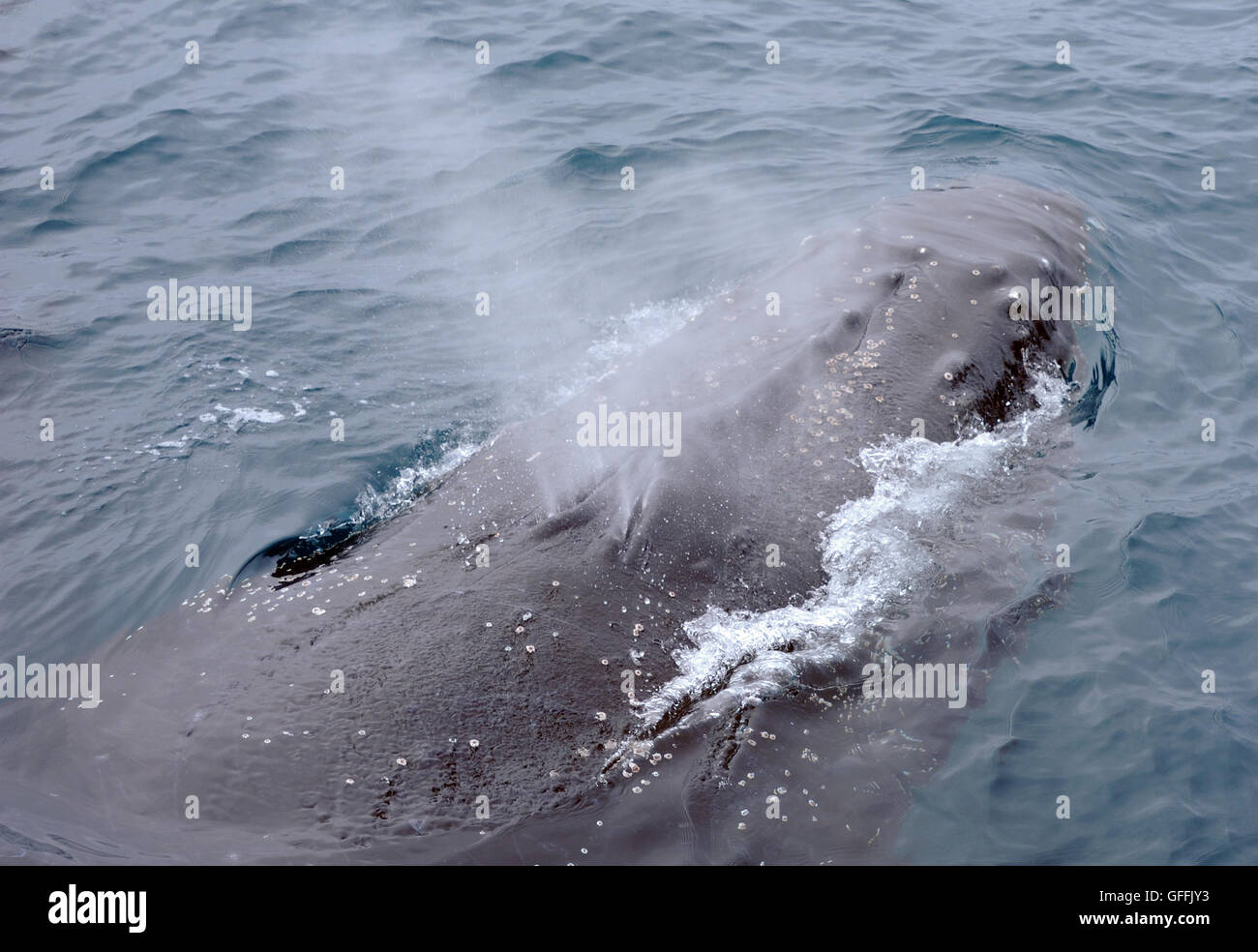 Un Humpback Whale soffia come superfici (Megaptera novaeangliae) Isole Sandwich del Sud, Oceano Meridionale. Foto Stock
