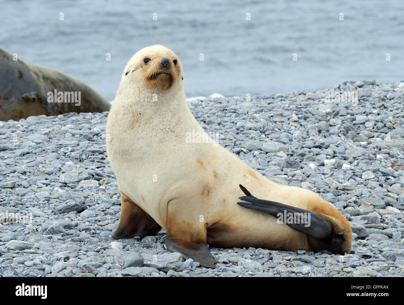 Un giovane leucarista (privo di pigmentazioni) maschio Antartico Fur Seal (Arctocephalus gazella) sulla spiaggia di Shingle Cove. Coronation Island, Orkne Sud Foto Stock