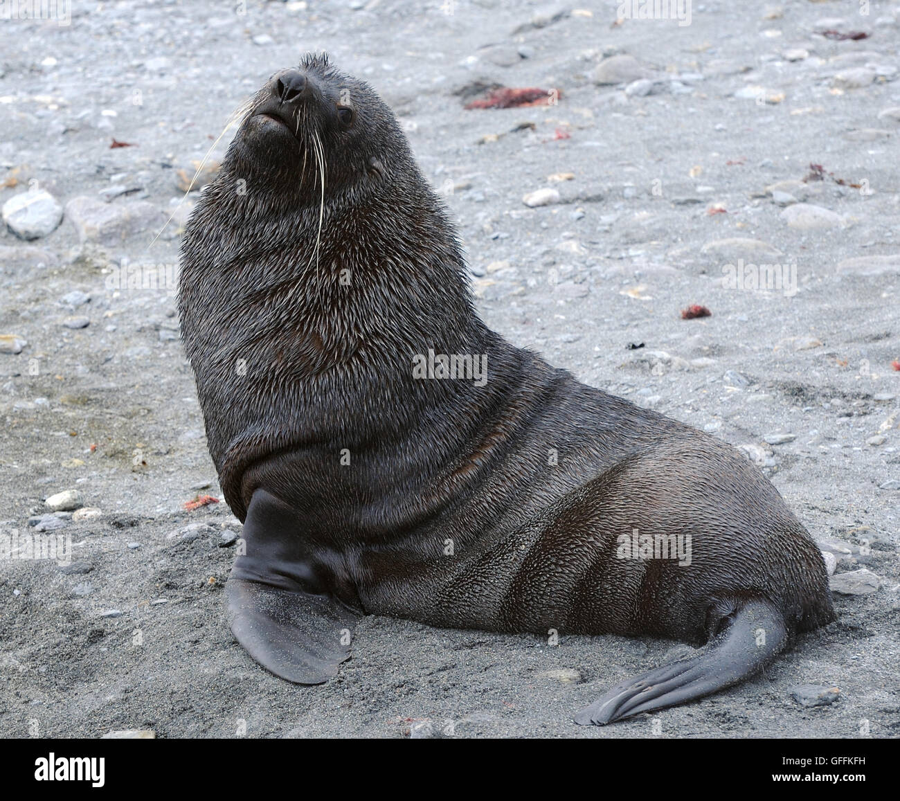 Antartico maschio pelliccia sigillo (Arctocephalus gazella). Shingle Cove, Incoronazione isola, a sud delle Isole Orkney, Antartide. Foto Stock